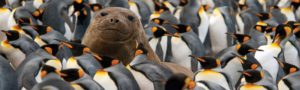 Heritage Expedition - Young Elephant Seal in King Penguin Colony