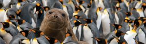 Hero Heritage Resized Young Elephant Seal in King Penguin Colony
