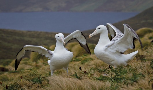 Heritage Expeditions - Southern Royal Albatross