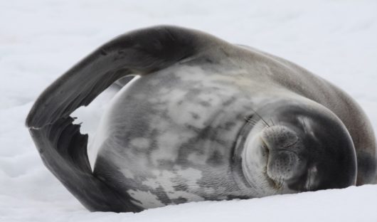 Weddell Seal by Yvette Jaczina