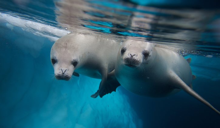 Seals, Antarctica