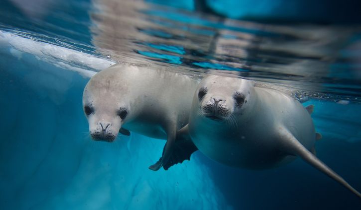seals underwater antarctica