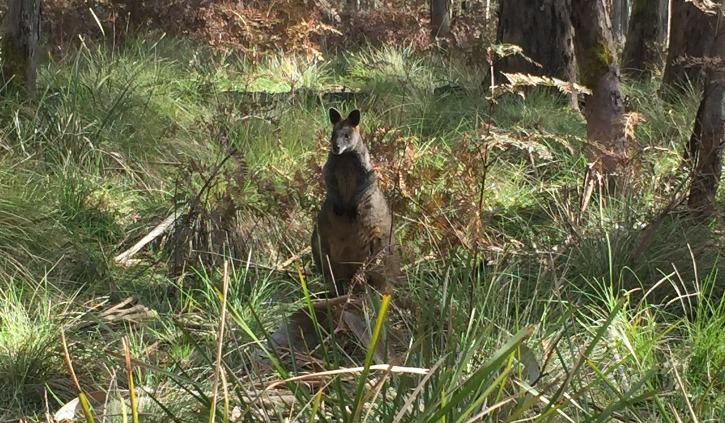 wallaby tasmania