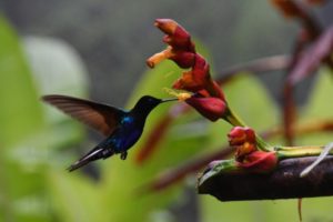 Feeding Time for Hummingbirds at Mashpi Lodge by Jill Payne