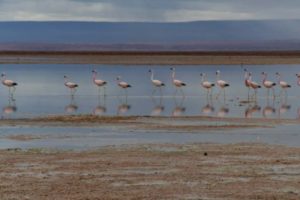 Flamingos on Salt Lakes in the Atacama Desert, Chile by Jill Payne