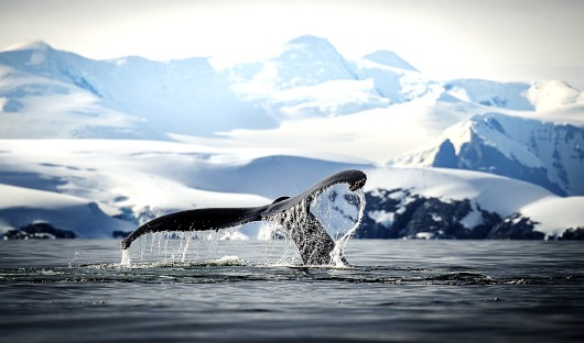 Ponant ONLY Paradise Bay Baleine à bosse-Antarctique