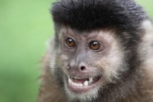 Capuchin Monkey, Iguazu Falls by Lynda McLaughlin