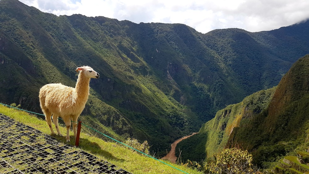 The Alpaca Look, Machu Picchu by Antony Parakkal