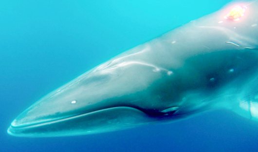 Minke Whale Camera WWF