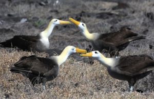 Waved Albatross by Carrie Gordon