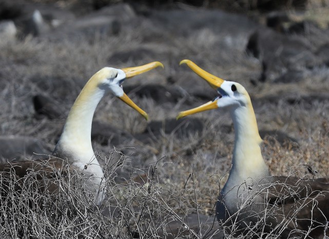 Waved Albatross in Conversation by Michael Gordon
