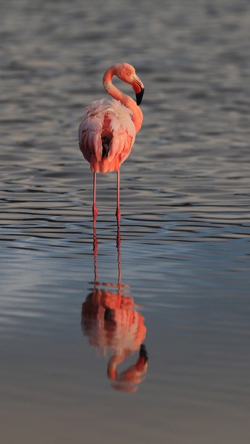 Flamingos by Michael Gordon