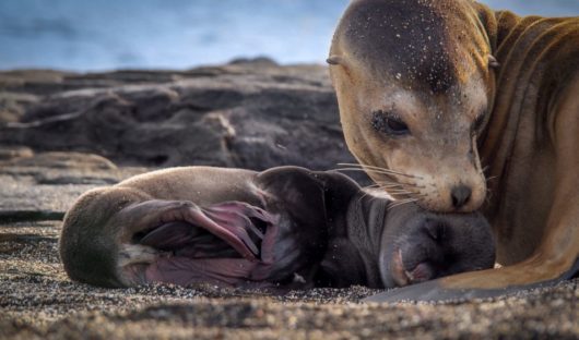 Galapagos Sea Lion with pup by Andrew Moig