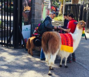 Street Vendor using a colourful Llama to attract customers, Fenicular Railway in Santiago, Chile by Rod Palmer