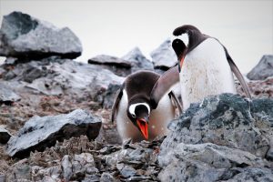 Chatty Gentoo Penguins by Stephen David