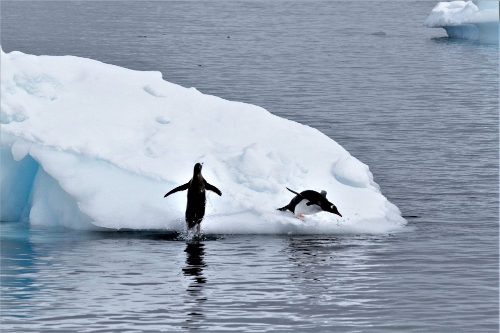 Diving Gentoo Penguins by Querida David