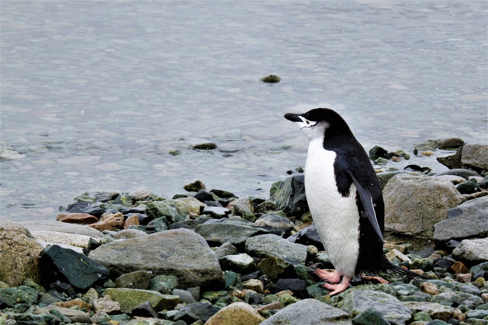Lone Chinstrap Penguin by Querida David