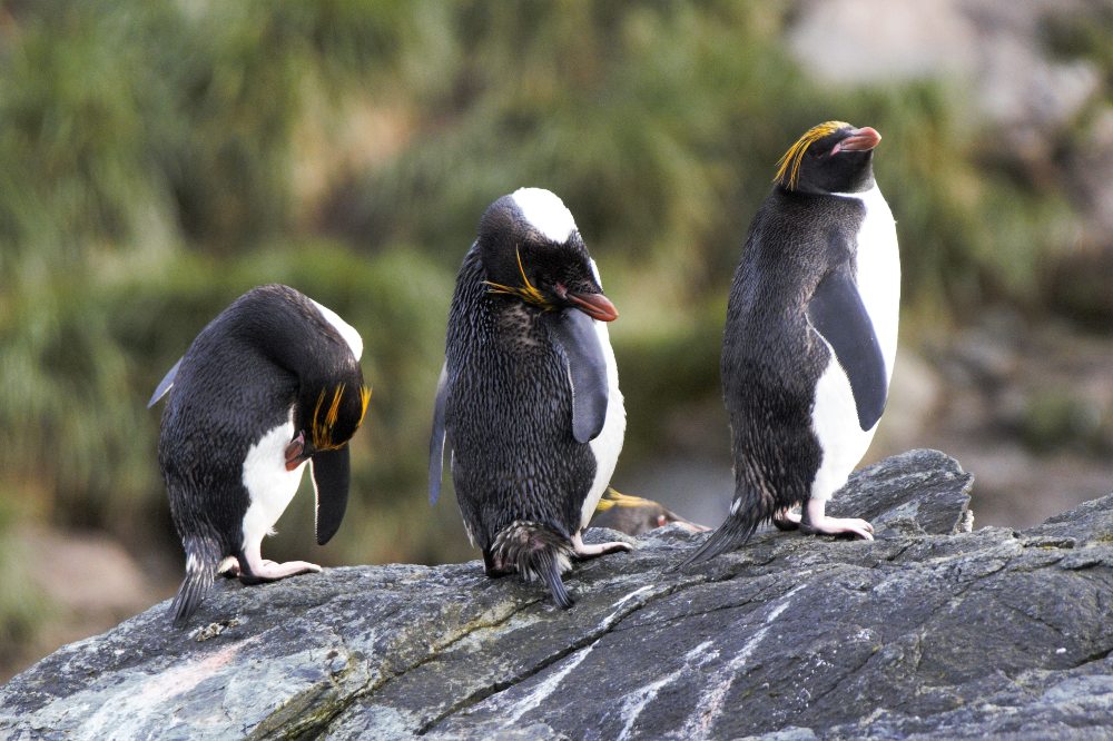 Macaroni Penguins by Stephen David