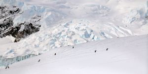Nekko Harbour Antarctica Penguins walking up hill