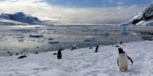 Nekko Harbour Antarctica Penguin