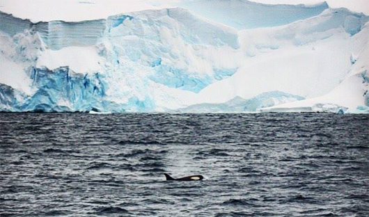 Orca Antarctica Highlights