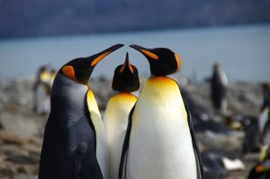 King Penguins - Kim Crofts