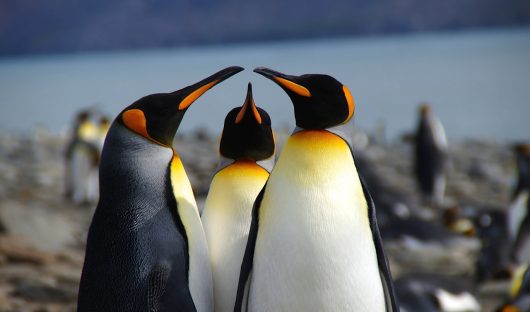 King Penguins - Kim Crofts