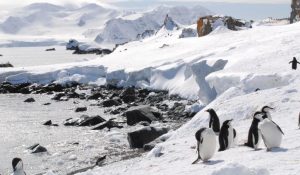 Chinstrap & gentoo penguins