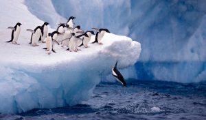 Adelie penguins taking the plunge