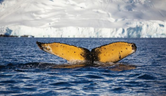 Silversea Only - Whale Antarctica