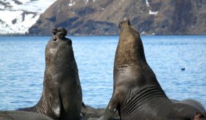 Elephant Seals - David Findlay resize