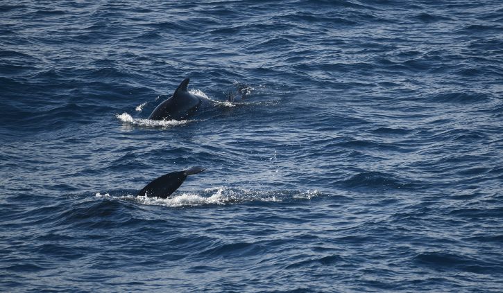 Long Finned Pilot Whales