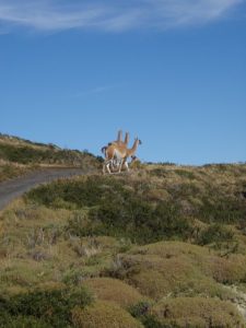 Antonio Gray - Torres Del Paine - Rare Species - 3 Headed, 6 Legged Llama