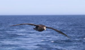 Bird on the Scotia Sea