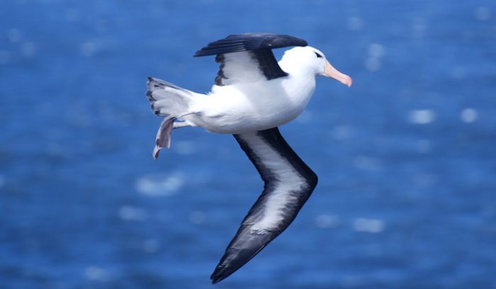 Antarctica Cruise from Australia - Falklands, Black Browed Albatross