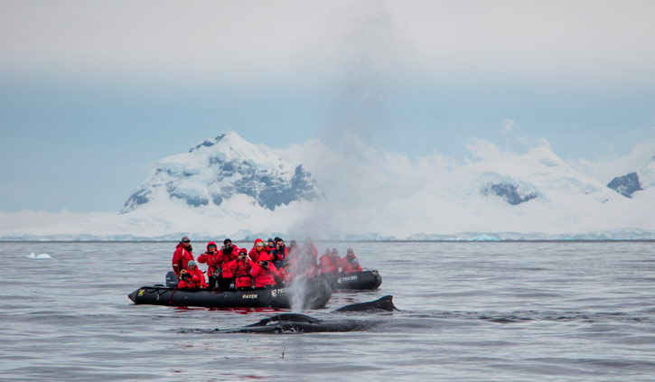 Antarctica Cruise from Australia Poseidon Expeditions - Minke Whales, Antarctica Peninsula