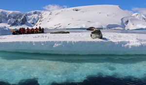 Seal on Iceberg with Zodiac resize