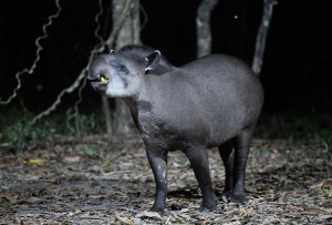 Tapir in the Pantanal - Alex Burridge