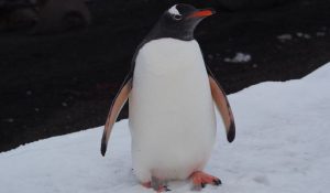 Penguin, Deception Island