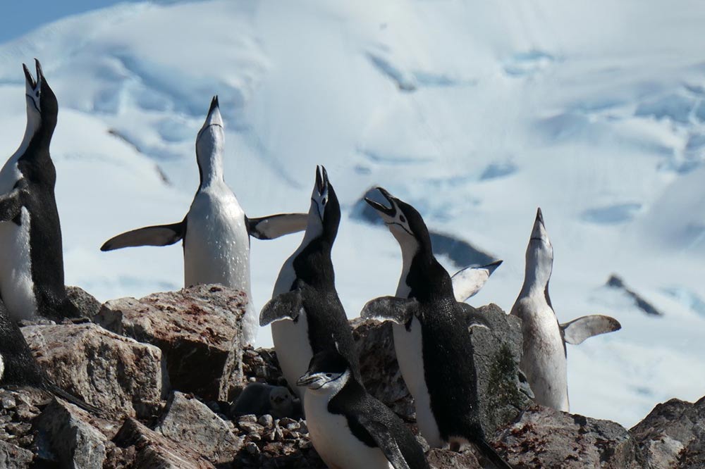 Chinstrap Penguins by Lisa Cayave