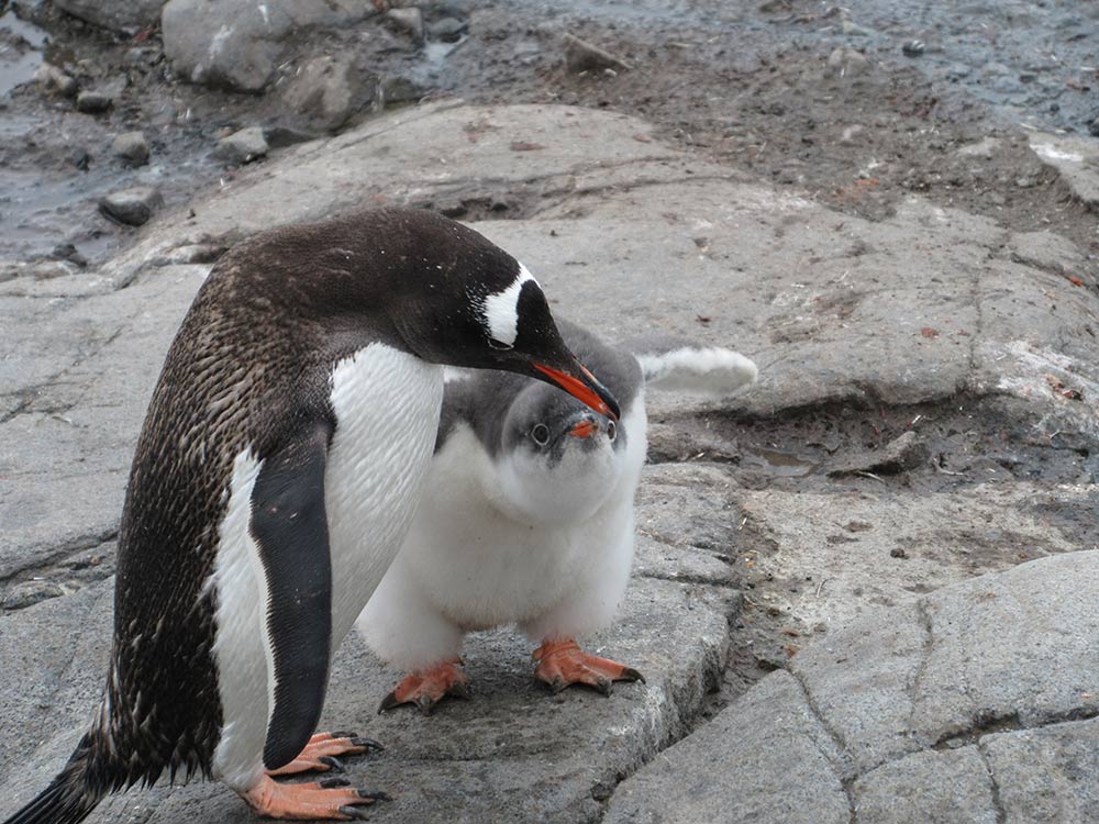 Gentoo Penguin and Chick, Antarctic Peninsula by Christina Jones