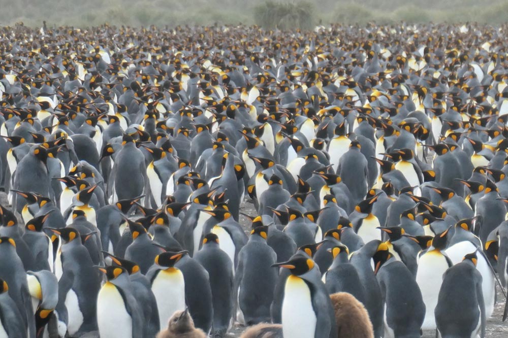 King Penguins at Salisbury Plain by Lisa Cayave