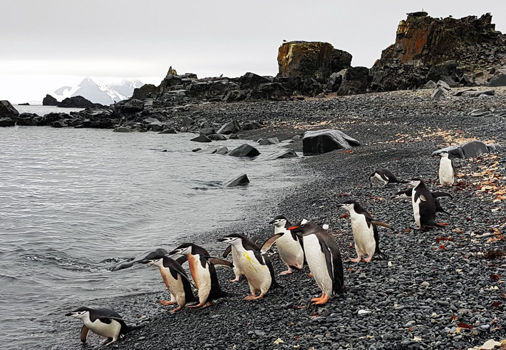 One Lost Gentoo, Antarctic Peninsula by Gina Kikos