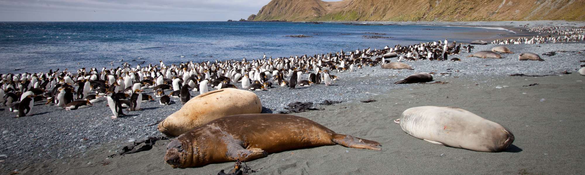 Royal Penguins and Southern Elephant Seals